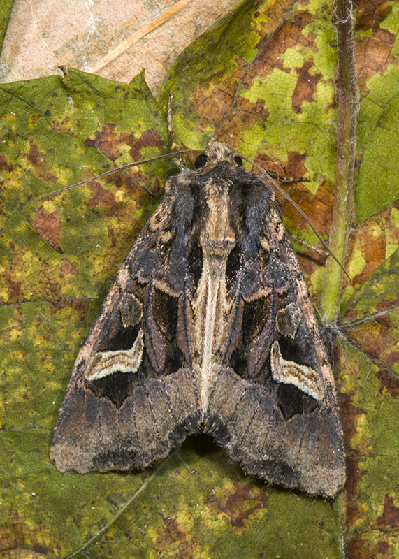 Noctuidae di ottobre